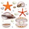 Vector realistic seashell and starfish icon set