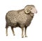 Vector Realistic Sheep
