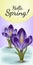 Vector realistic spring flower crocus in a snowdrift. Use for postcards, banners, backgrounds. Gradient mesh tool.