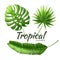 Vector realistic tropical leaves exotic vacation