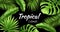 Vector realistic tropical leaves exotic vacation