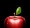 Vector red apple, close-up, with drops on a black background