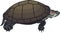 Vector Red-eared slider turtle