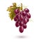 Vector red grape bunch with ripe berry and leaf