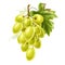 Vector red grape bunch with ripe berry and leaf