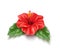 Vector red hibiscus realistic tropical flower leaf