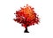 Vector red maple tree icon isolated on white background. Acer Palmatum, Deshojo, Japanese maple plant bonsai Scarlet  tree