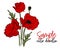 Vector red poppies flowers. Bloom symbol of spring - botany illustration. Opium season holiday plant. Peace symbol