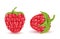 Vector red ripe raspberries, summer berry fruit