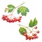 Vector Red viburnum opulus - guelder-rose - branch with leaves and berries -medicinal plant