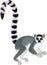 Vector ring-tailed Madagascar lemur illustration Lemur catta