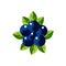 Vector Ripe blueberry icon.