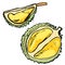 Vector ripe fruit durian, hand drawn half of durian, fruits clip art