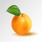 Vector ripe orange apricot on transparent background. Object from realistic 3D vector fruit collection