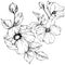 Vector Rosa canina flower. Black and white engraved ink art. Isolated rosa canina illustration element.