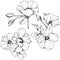 Vector Rosa canina flower. Black and white engraved ink art. Isolated rosa canina illustration element.