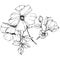 Vector Rosa canina flower. Black and white engraved ink art. Isolated rosa canina illustration element.