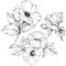 Vector Rosa canina flower. Black and white engraved ink art. Isolated rosa canina illustration element.