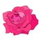 Vector rose flower clip art