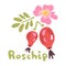 Vector rosehip branch with red berries and pink flower isolated on a white background