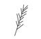 Vector rosemary branch with a black line.Simple food and cooking