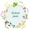 Vector round banner with healing medical plants of chamomile,calendula,dog rose,valerian,linden,hawthorn