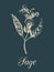 Vector sage illustration in engraving style. Hand drawn botanical sketch of culinary herb. Spice plant salvia isolated
