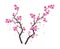 Vector sakura branches with pink blossom