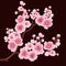 Vector sakura flower branch element. Elegant element for your design. Cherry blossom