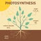 Vector schematic illustration showing photosynthesis of plant - agricultural infographic