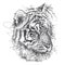 Vector scribble or scrawl Siberian or Amur tiger portrait in black isolated on white background.