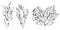Vector sea plant ink hand drawn illustration isolated on white background. Laminaria, brown kelp, porphyra, ascophyllum