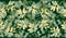 Vector seamless abstract vegetable pattern with yellow green carved leaves on a dark green background for decorating textiles