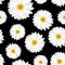Vector Seamless background with daisy flowers
