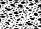 Vector seamless black and white pattern of dalmatian texture repeat. EPS