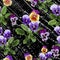 Vector seamless floral pattern with retro flowers. Wallpaper with and pansies on a black background with an interesting texture.