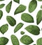 Vector seamless pattern background. Illustration greenery watercolor design: Lemon Leaf, Salal (Gaultheria shallon)
