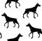 Vector seamless pattern of black doberman