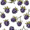 Vector seamless pattern with blackberry