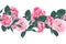 Vector seamless pattern with briar. Wild rose rosa canina dog rose garden flowers.