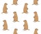 Vector seamless pattern of brown groundhog marmot