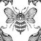 Vector seamless pattern with drawing bee and moth with boho decoration. Monochrome texture with night butterfly and bumblebee