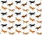 Vector seamless pattern of horse silhouette kick