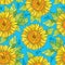 Vector seamless pattern with outline open Sunflower or Helianthus flower in yellow and green leaves on the blue background.