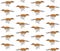 Vector seamless pattern of russian borzoi dog