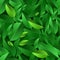 Vector seamless summer pattern with green leaves. Nature ecology