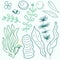 Vector seaweed outline silhouette isolated set