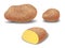 Vector semi realistic illustration of potatoes