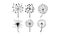 Vector set of 6 dandelions in linear style. Flower with fluffy seeds. Floral theme