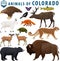 Vector set animals of Colorado